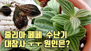 줄리아 페페 키우는법대참사원인잎과 줄기가 우수수 떨어집니다Parallel Peperomia [upl. by Drue]