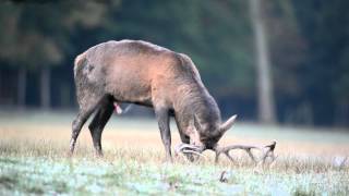 Hirschbrunft im Sauerland [upl. by Anilec459]