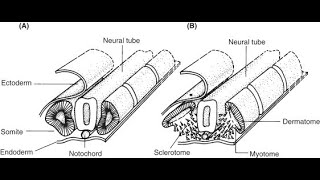 Fate of the parts of Somites  Dermatome Myotome Sclerotome Dermomyotome [upl. by Anema]