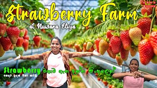 ස්ට්‍රෝබෙරි වගාව ගැන දන්න සිංහලෙන් සරලව  Strawberry Farm at Nuwara Eliya TravelStarOfficial [upl. by Areyk]