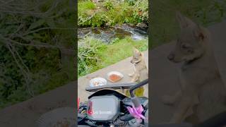 Waterfall view amp cute puppies 🫠🐕 kodaikanal tamilnadu lekigoswami [upl. by Farmelo861]