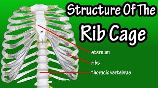 Structure Of The Rib Cage  How Many Ribs In Human Body  What Is The Sternum [upl. by Cyrano]