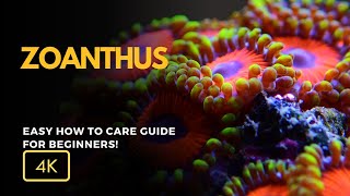 All About Zoanthus Coral Zoanthus spp Care Growth and Tips for Your Reef Tank [upl. by Colbye]