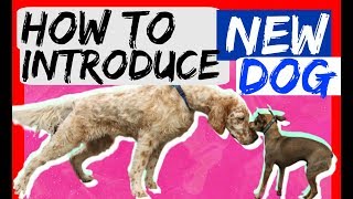 How to bring a new dog to your dog at home  Dog Training with Americas Canine Educator [upl. by Yerffej279]