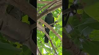 crow crowing on tree garden birdslover birds birdwatching nature naturelovers birdsofinsta [upl. by Azral250]