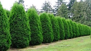 ⟹ Nigra Arborvitae BUDDED FIRST TIME EVERGREEN [upl. by Beker]