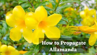 How to propagate Allamanda from cuttingGrow Golden trumpet from cuttingWith updates [upl. by Latrina]